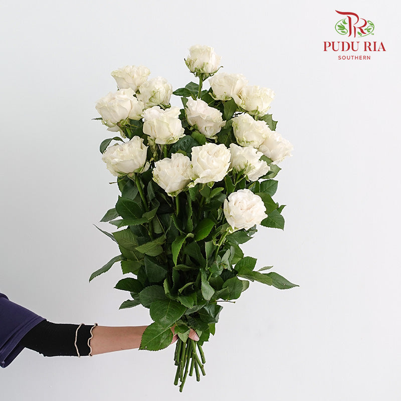 Rose Cotton X-Pression - (15 Stems)