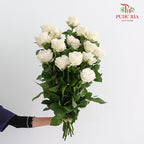 Rose Cotton X-Pression - (15 Stems)