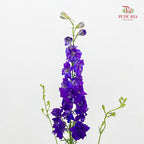 Delphinium Consolida Purple - ( Per Bundle)