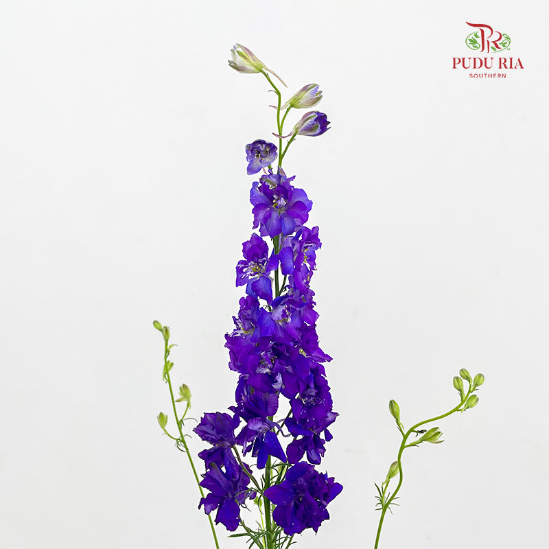 Delphinium Consolida Purple - ( Per Bundle)