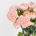 Carnation Spray Soft Peach 康乃馨- (18-20 Stems)