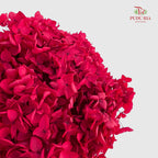Preservative Hydrangea Small Petal - Red Raspberry