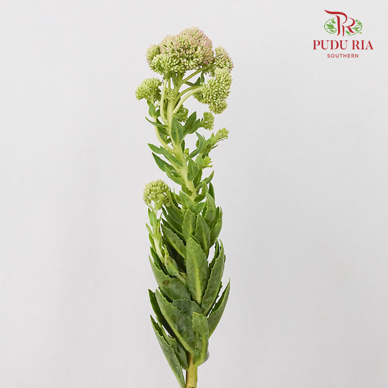 Sedum - Pudu Ria Florist Southern