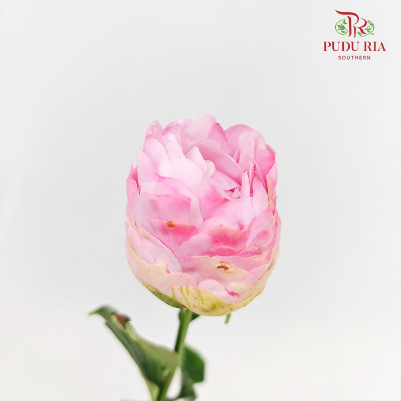 Peony Pink 芍药 - (5 Stems)