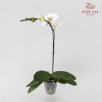 Phalaenopsis Orchid White With Purple Spots Without Pot / Per Stem (L) - Pudu Ria Florist Southern