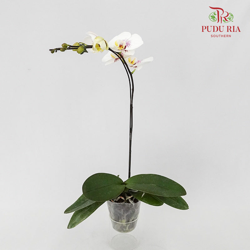 Phalaenopsis Orchid White With Purple Spots Without Pot / Per Stem (L) - Pudu Ria Florist Southern