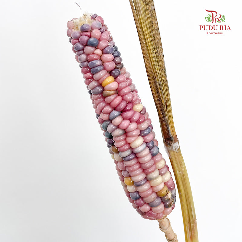 Glass Gem Corn 琉璃寶石玉米或彩虹玉米 - (Per Bundle)