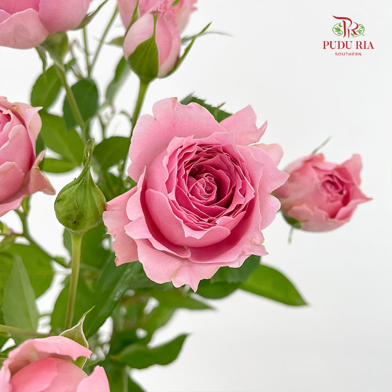 Rose Spray Cheering Squad Pink - (8-10 Stems)