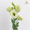Eustoma Light Green - (12-15 Stems)