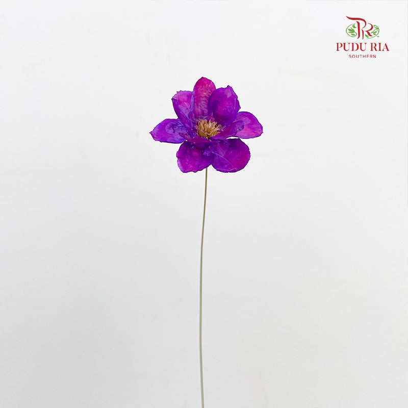 Dry New Wax Flower - Purple