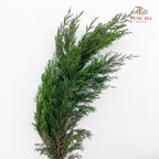 Sabina Chinensia - (Per Bundle)