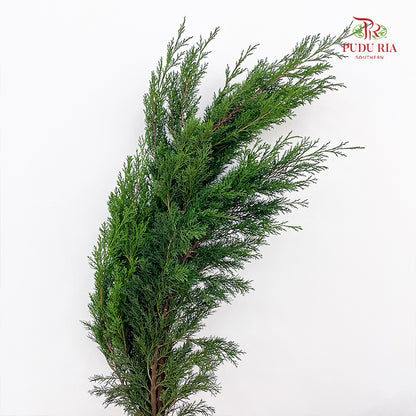 Sabina Chinensia - (Per Bundle)