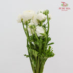 Ranunculus Cloni White 洋牡丹 - (8-10 Stems)