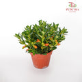 JH Nematanthus Orange - Pudu Ria Florist Southern