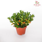 JH Nematanthus Orange - Pudu Ria Florist Southern