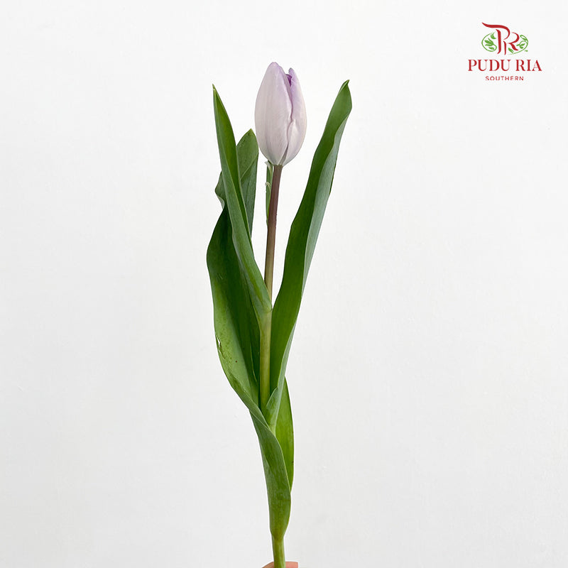 Tulip Purple 郁金香 - (8-10 Stems)
