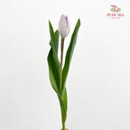 Tulip Purple 郁金香 - (8-10 Stems)
