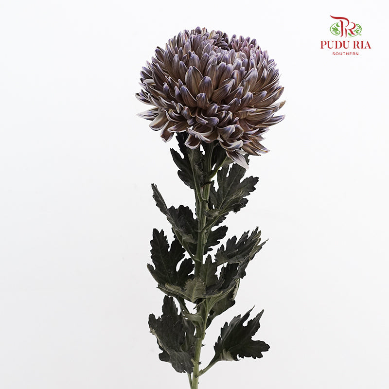 Peony Chrysanthemum Dyed Black 牡丹菊 - (5 Stems)