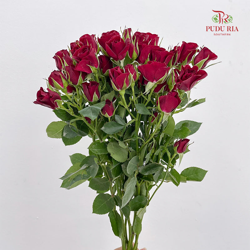 Rose Spray Rubicon - (8-10 Stems)