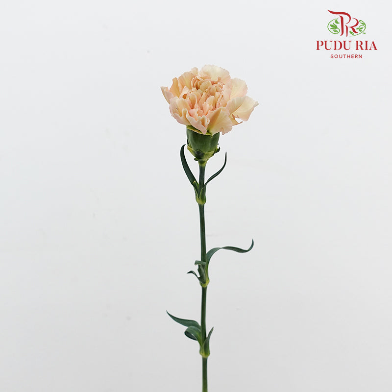 Carnation Yin Se Cheng Qun 康乃馨 - (18-20 Stems)