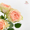 Rose Spray Gravity - (8-10 Stems)