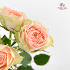 Rose Spray Gravity - (8-10 Stems)