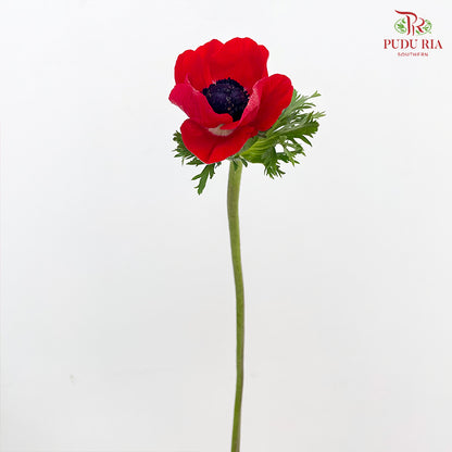 Anemone Hupehensis 银莲花 Red - (Per Bundle)