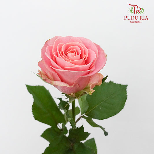 Rose Hector Mo Sha  (8-10 Stems) - Pudu Ria Florist Southern