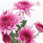 Chrysanthemum Pompom Two Tone Purple 1 - (10-12 Stems)