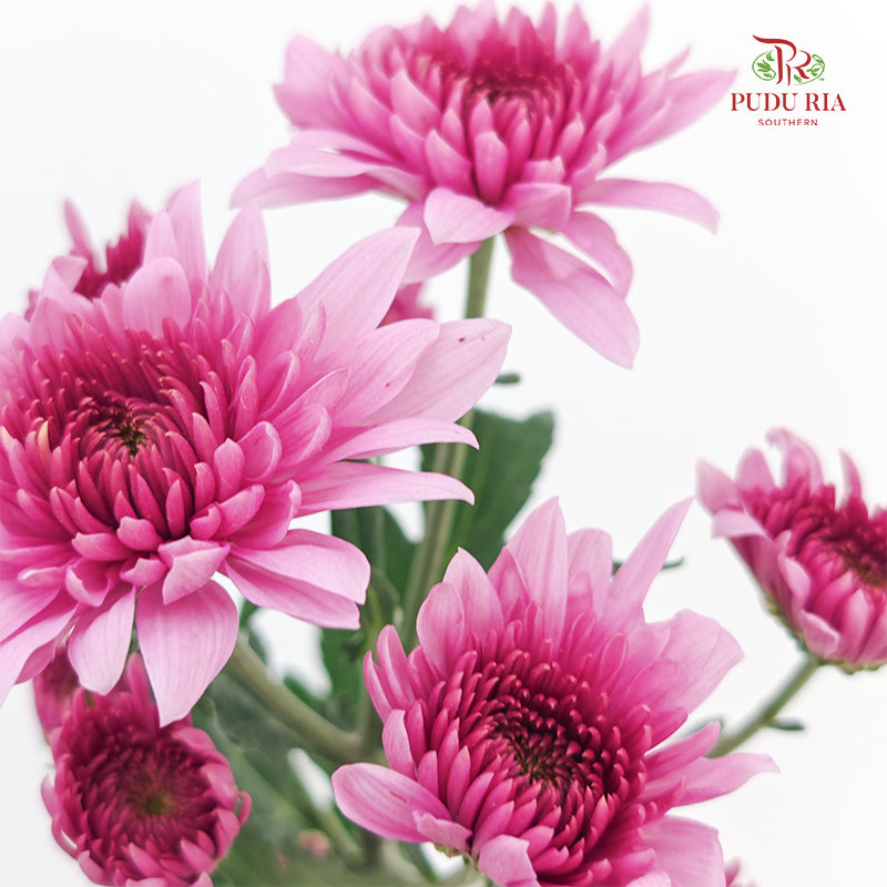 Chrysanthemum Pompom Two Tone Purple 1 - (10-12 Stems)
