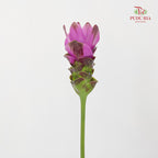 Curcuma Purple - (3 Stems)
