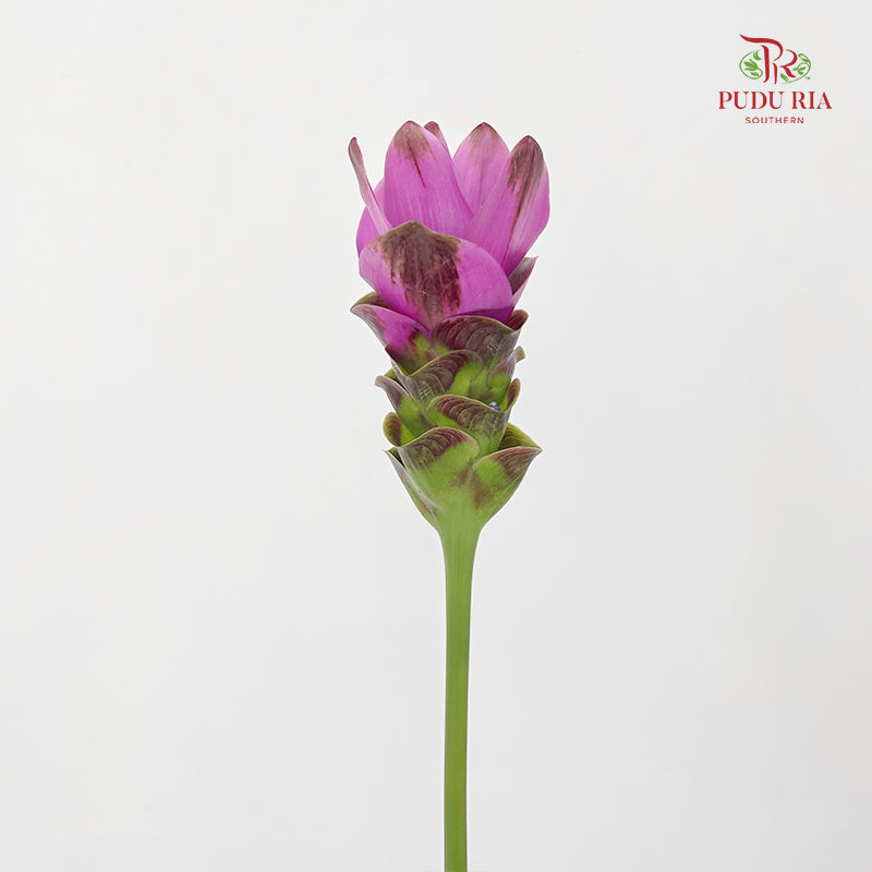 Curcuma Purple - (3 Stems)