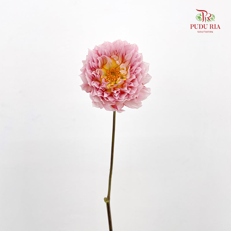 Dahlia Pink - (5 Stems)