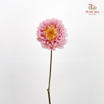 Dahlia Pink - (5 Stems)