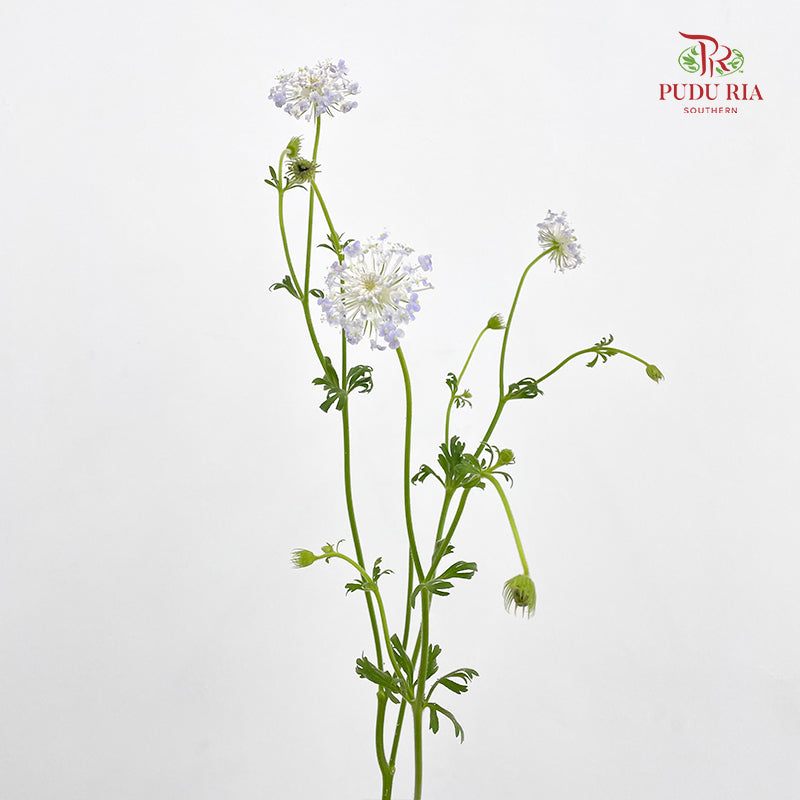 Trachymene Coerulea Blue 翠珠花 - (Per Bundle)