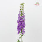 Delphinium Short Purple 飞燕草 - (5 Stems)