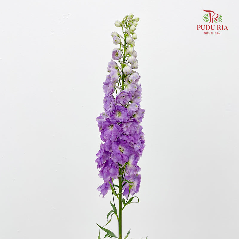 Delphinium Short Purple 飞燕草 - (5 Stems)