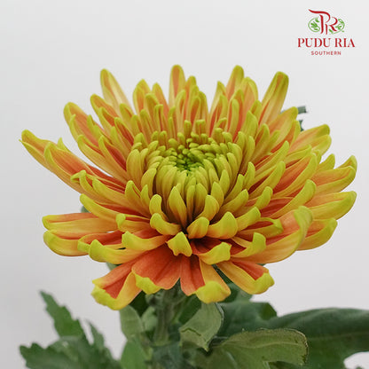 Net Mum Chrysanthemum Chispa Green (10-12 Stems) - Pudu Ria Florist Southern