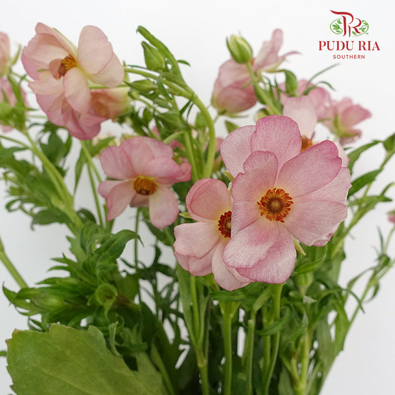 Ranunculus Butterfly Pink (8 - 10 Stems) - Pudu Ria Florist Southern