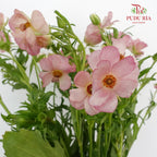 Ranunculus Butterfly Pink (8 - 10 Stems) - Pudu Ria Florist Southern