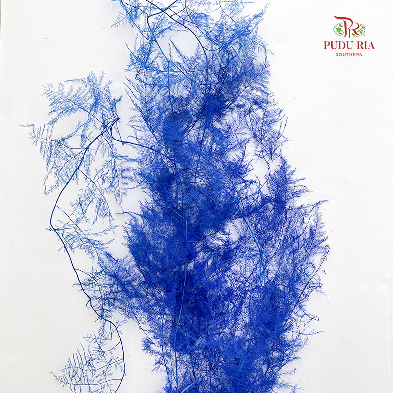Preservative Asparagus Fern - Blue