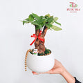 CNY Potted Plant Arrangement 2024#46