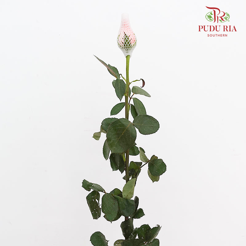 Rose Diana - (8-10 Stems)