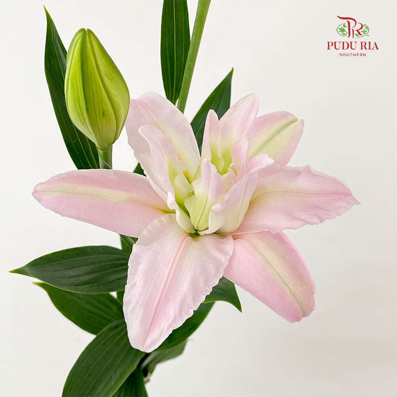 Rose Lily Soft Pink 玫瑰百合 - (5 Stems)