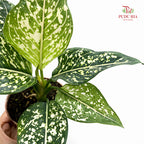 Aglaonema Siti Norhaliza