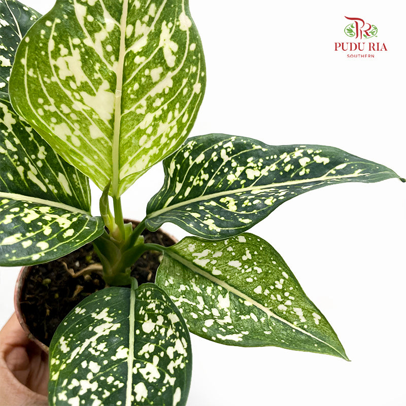 Aglaonema Siti Norhaliza