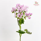Pericallis Pink - (2 Stems)