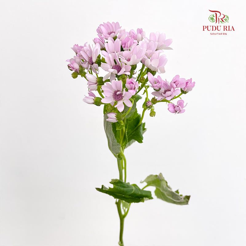Pericallis Pink - (2 Stems)