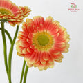 Gerbera Mini Tompouce - (5 Stems)