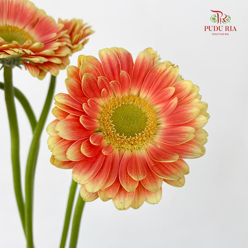 Gerbera Mini Tompouce - (5 Stems)